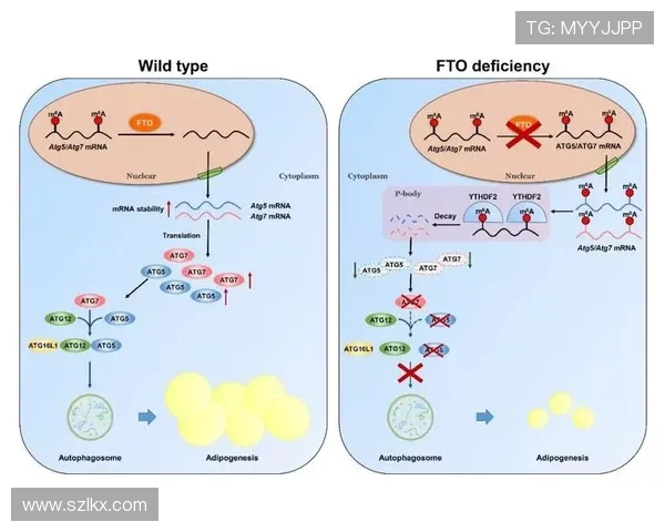以Chovy为核心打造中路战术体系引领团队节奏的新思路